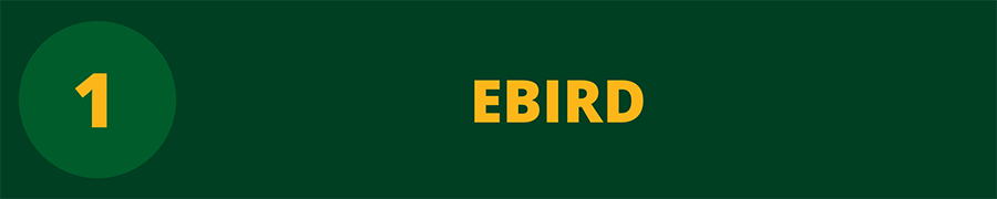 ebird